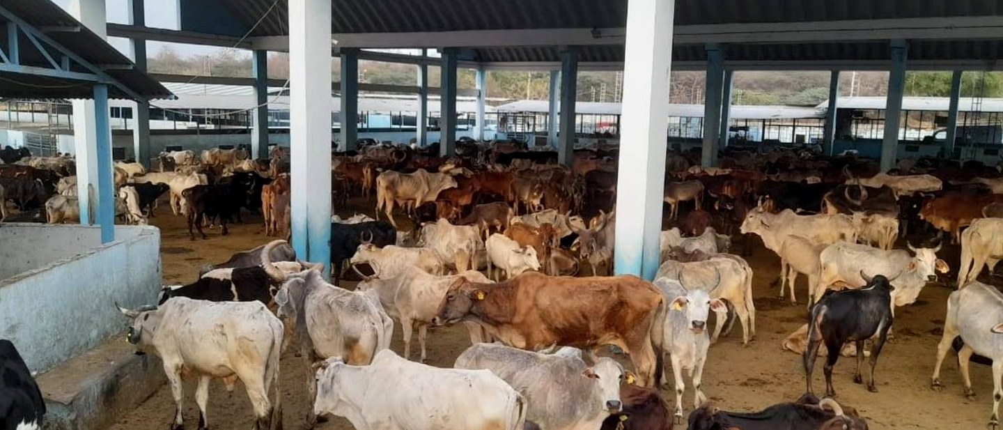 Rescued animals at Jivdaya Dham Panjrapole, Godhra